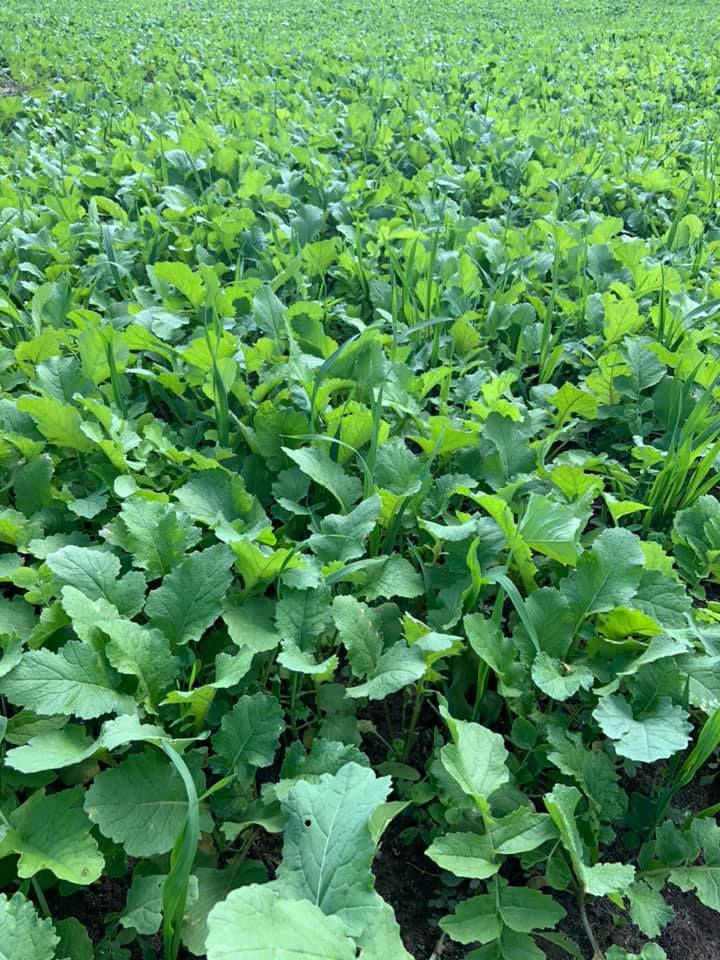 Thumbnail: Beans & Greens