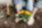 gold flower.jpg