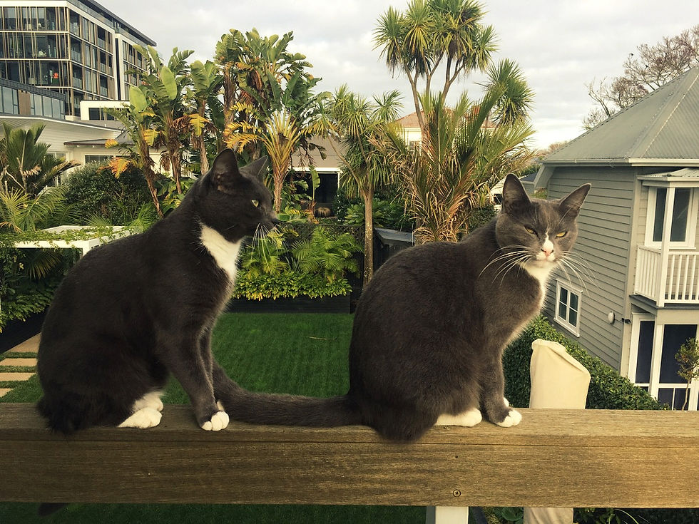 Two cats sit on a wooden rail, surrounded by lush gardens in Auckland.