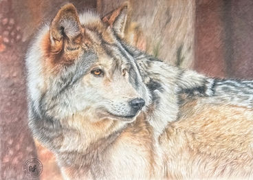Wolf.jpeg