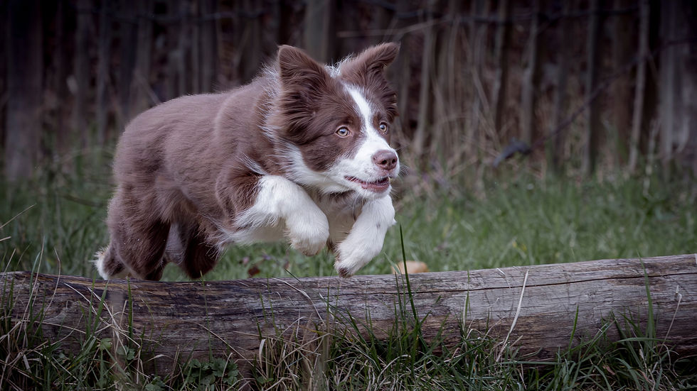 Séances photos pour chiens à Sterrebeek (Zaventem)