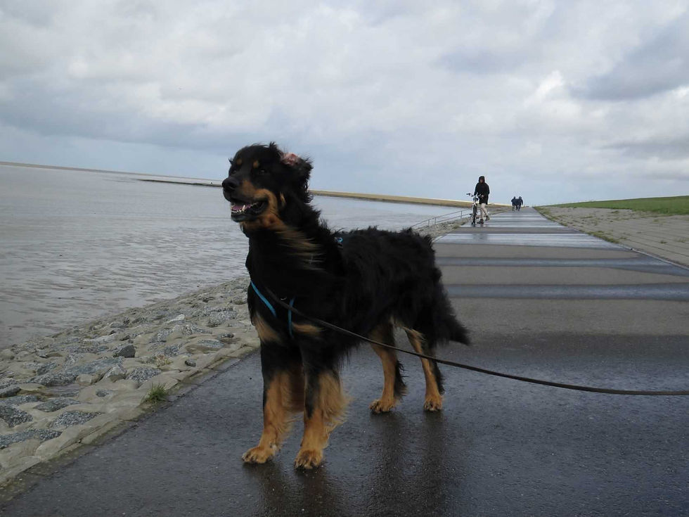 Leto genießt die wilde Nordsee