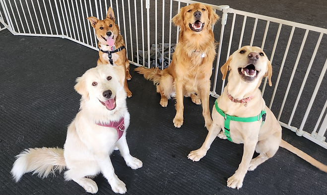 A group of Teenage DaySchool dogs sit and smile during training.