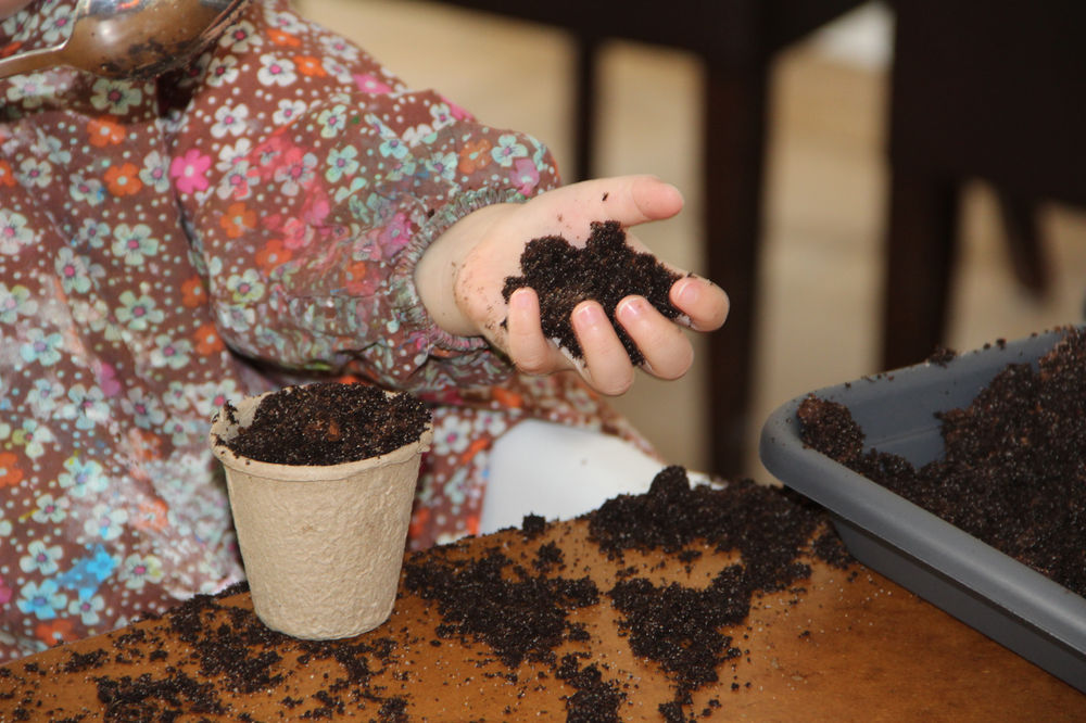 Zonnebloemen Zaaien In Potjes / Ridderspoor zaaien in januari Rouwhorst Maniab