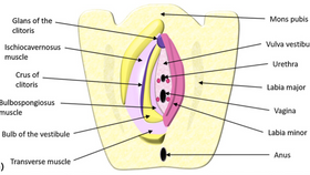 Cáncer de Vulva