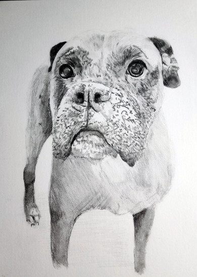 Standing Dog 11x15in Pencils 2022 JL.jpg