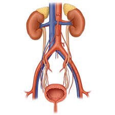 Urinary Herbal Blend 