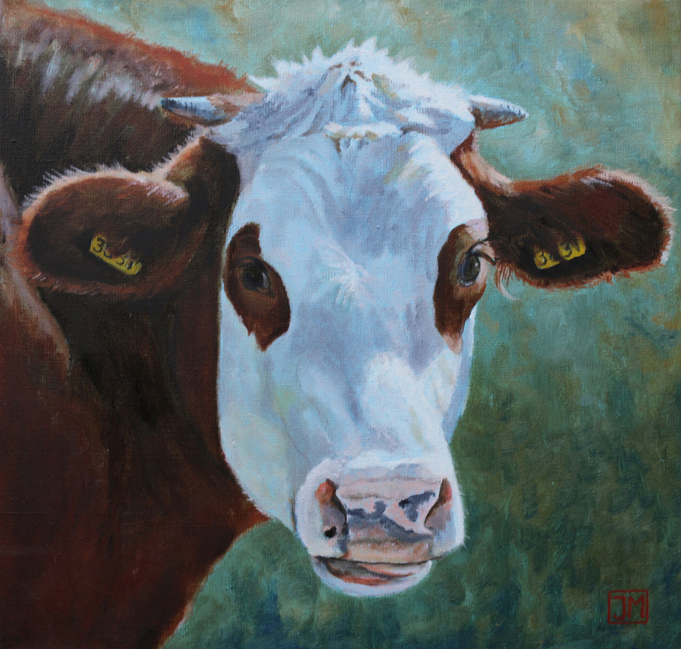 Koetje - olieverf op linnen - 40X40
