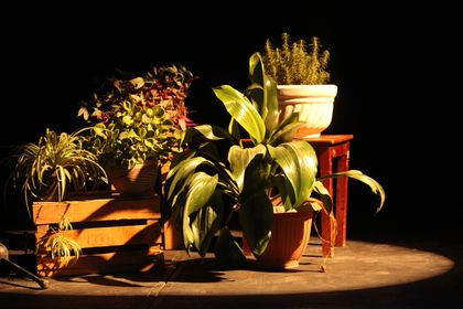 Photograph by Charlie Feroz of the work "My name is Planta" from La bestia - Colectivo Beznei