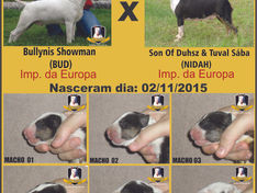 Ninhada (02/11/2015): "BUD" (Imp. da Europa) x "NIDAH" (Imp. da Europa)