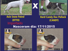 "Otto" x "Candy" - Filhotes nascidos 17/11/2015 - 1 Macho e 3 Fêmeas