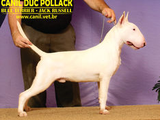 Moonwalker Duc Pollack (HENDRIK) "novo" CAMPEÃO BRASILEIRO categoria filhote !