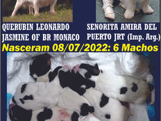 ESPETACULAR NINHADA - TODOS FILHOTES JÁ VENDIDOS !!!!