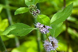 Wild Mint I Greece I Olea Secret