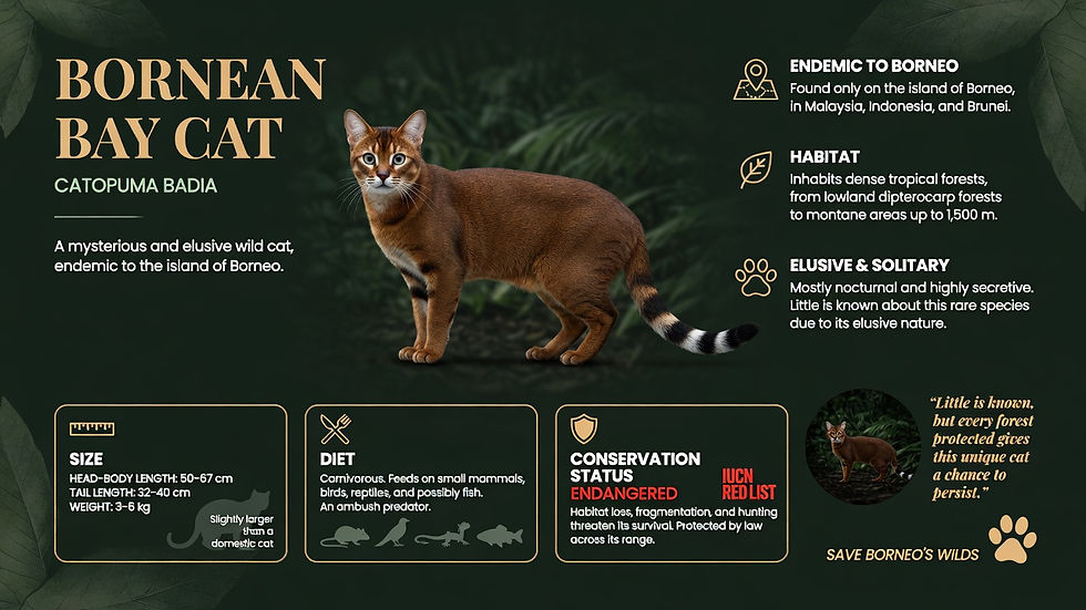 Infographic of a Bornean bay cat with facts on habitat, size, diet, and endangered status on a dark forest background.
