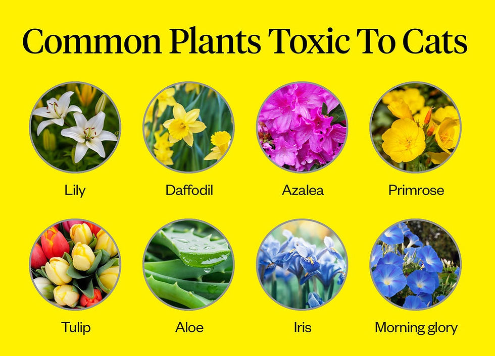 Bright yellow poster titled Common Plants Toxic To Cats with eight labeled flower photos: lily, daffodil, azalea, primrose, tulip, aloe, iris, morning glory