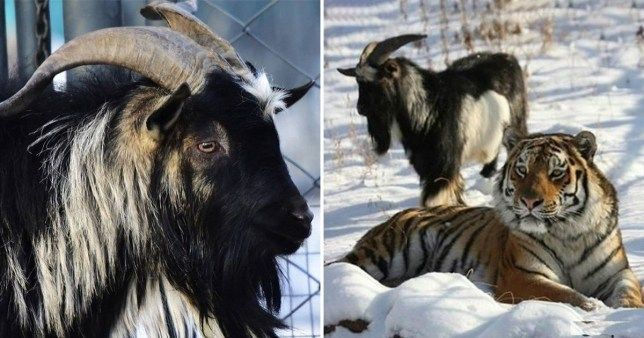 A black-and-white goat is pictured beside a tiger in a snowy enclosure.