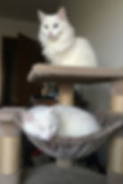 Stormer and Roxy, two elegant Turkish Angora cats, relax on their cat tree, with Stormer perched watchfully on top and Roxy napping peacefully below.