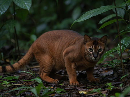Bornean bay cat in the rainforest, looking toward the camera