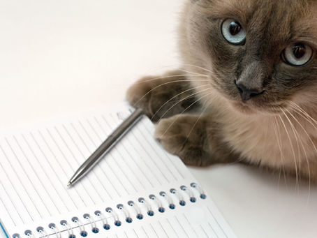 Cattytude Update: August 2025