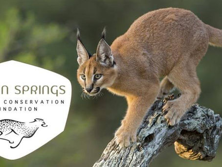 Carson Springs Wildlife Conservation Foundation logo beside a caracal standing on a tree branch.