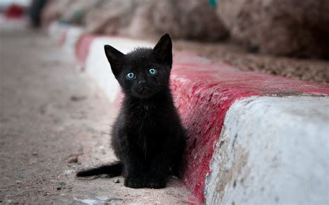 Black kitten with bright blue eyes sits beside a red-and-white curb on a dusty street.