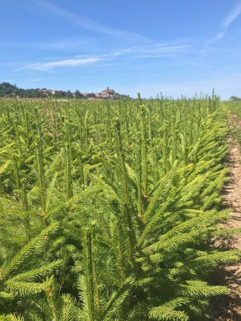 Epicea commun (Picea abies)