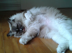 Fazer charme é com a ragdoll Tequila