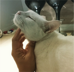 gatinho3-emporidos pelos