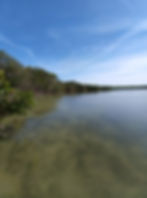 Red mangroves along a coast in March, 2025, near Fort Pierce, FL. Credit: CD Davidson-Hiers