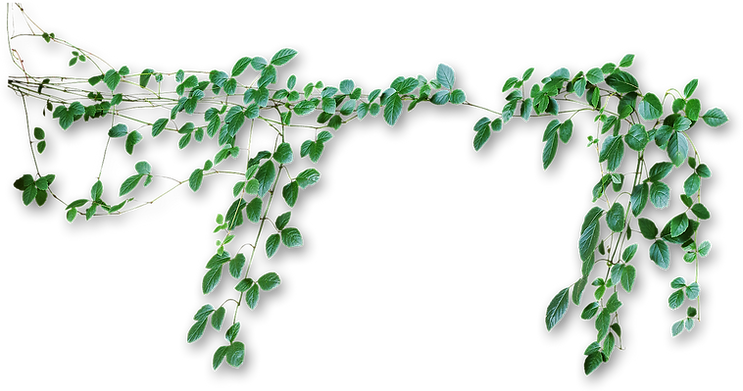 green-vines-png-8.png