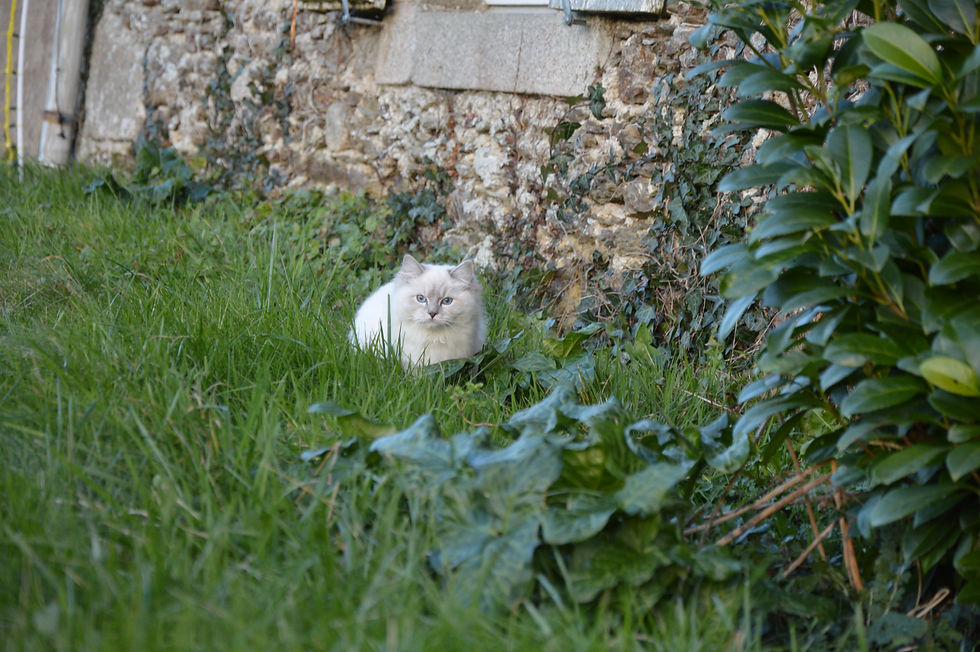 ragdoll bleu mitted vendée
