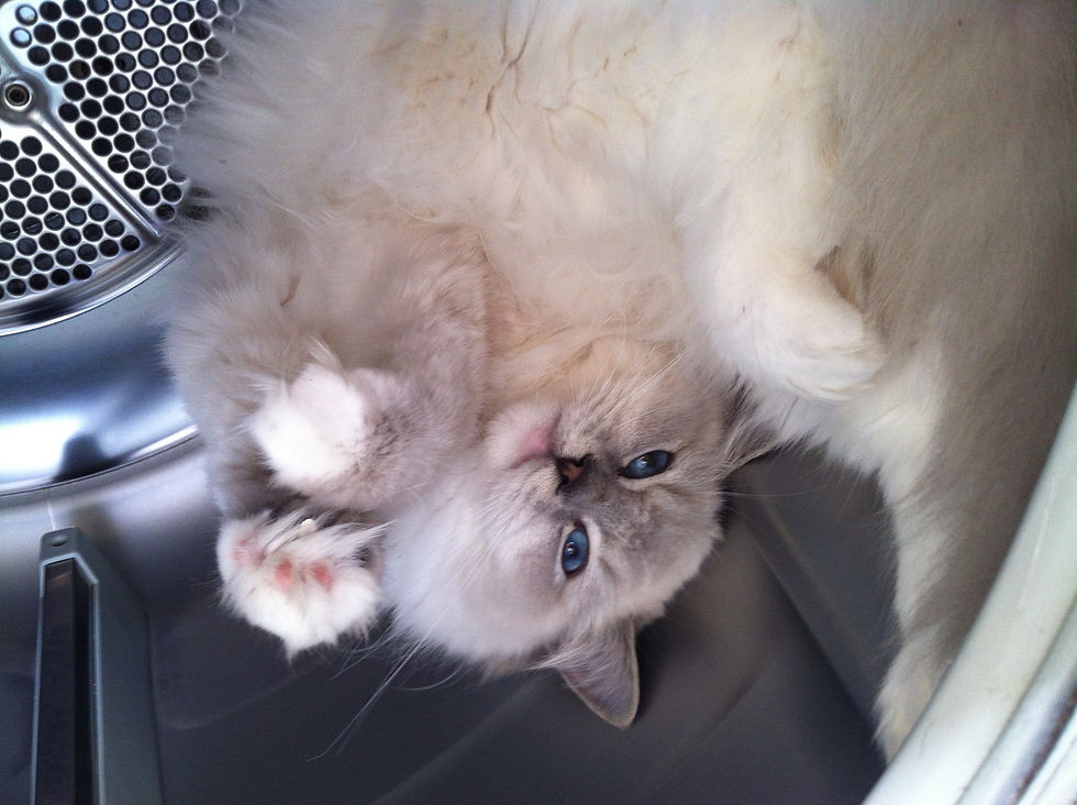 ragdoll bleu mitted vendée