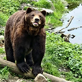 bear.png