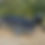 Thumbnail: 2026 Fury Tiller 1600