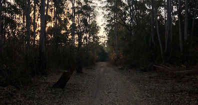 caminar ioav.jpeg