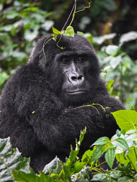 The Complete Guide to Gorilla Trekking in Uganda & Rwanda (2025/2026)