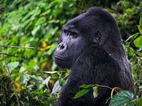 Mountain Gorilla deep in the rainforest