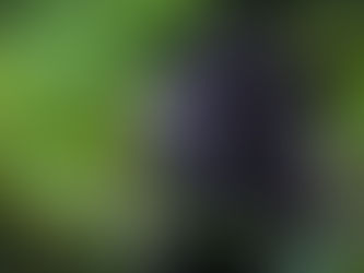 Mountain Gorilla deep in the rainforest