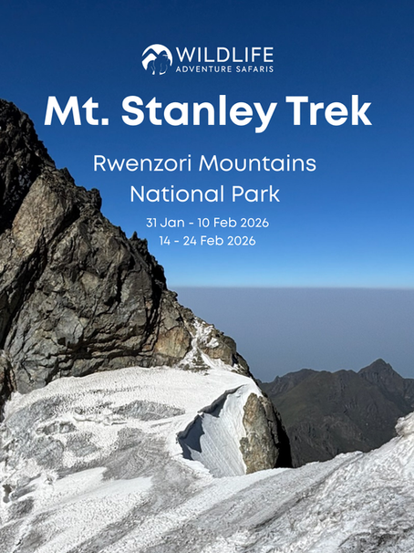 Mt Stanley Trek - Feb 2026 🏔️