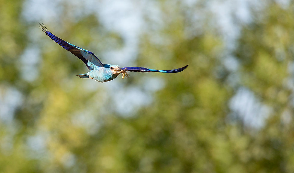 Portrait de chevreuil, Photographie de nature, aisne, en Picardie.