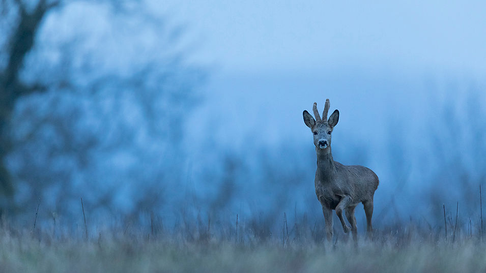 Portrait de chevreuil, Photographie de nature, aisne, en Picardie.