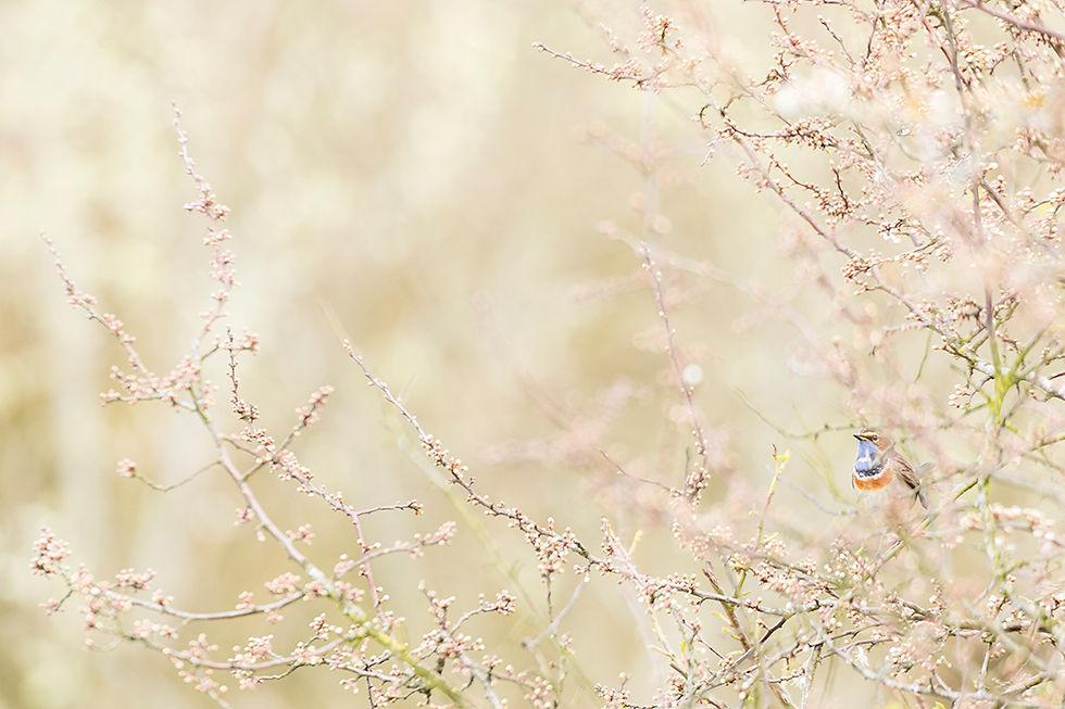 gorge bleue copie