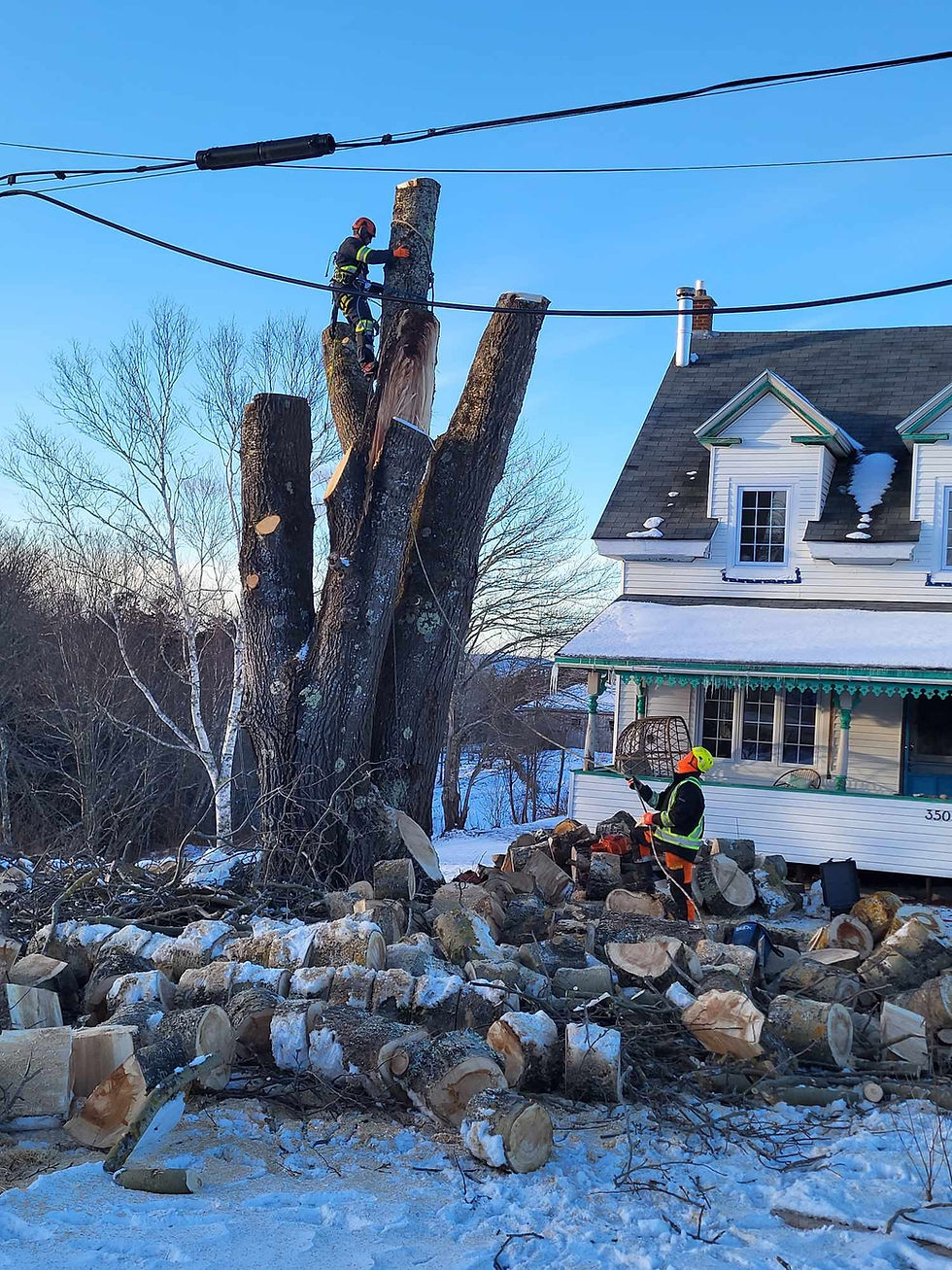 Arborsmith Tree Care crew removing a large tree near power lines beside a house in winter.