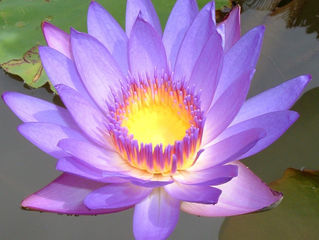 ZEN (THIỀN)