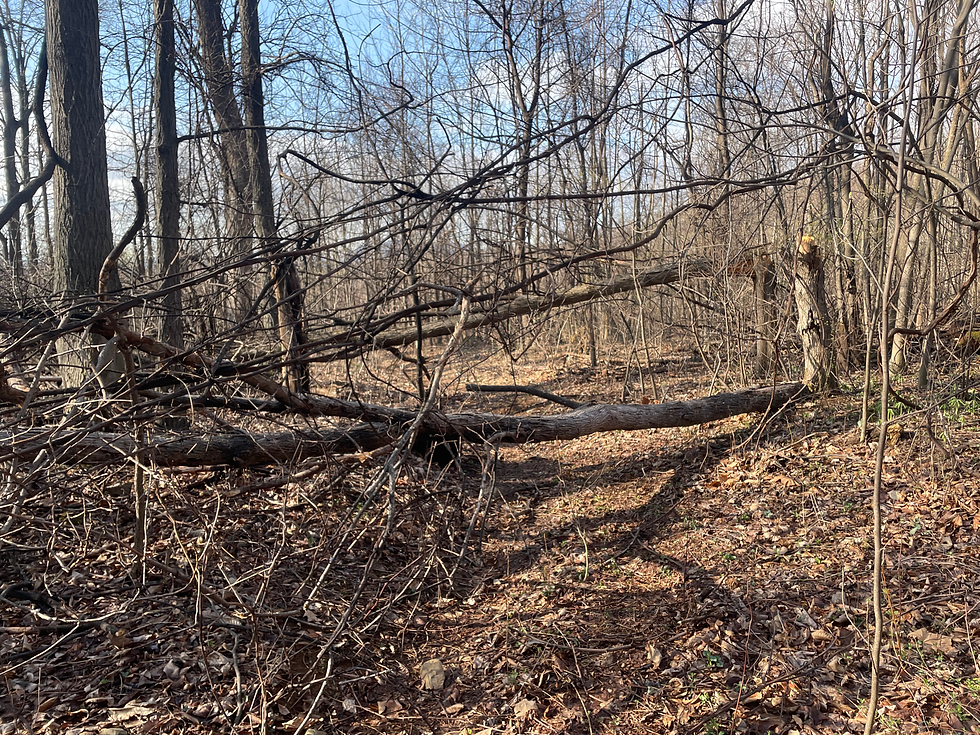 Lots of stuff like this on the morning after the storm