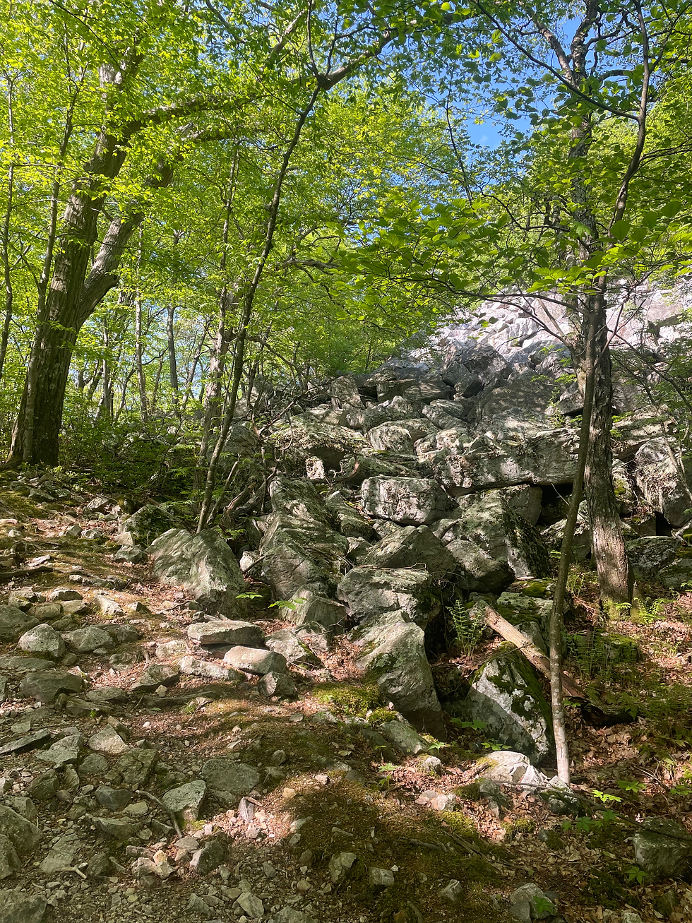 Also not the trail to the Pulpit