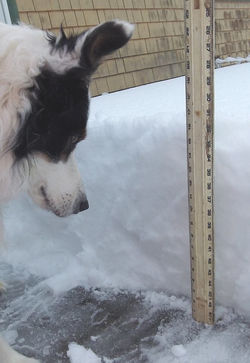 Frankie checks the snowfall