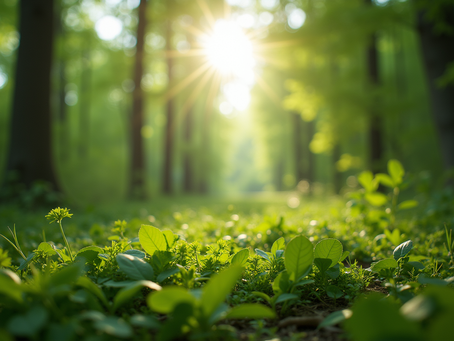 The Importance of Sustainable Living in Today's World