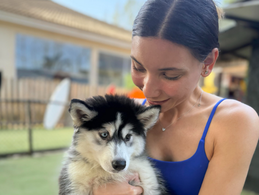 Guarda compartilhada de pets: Senado aprova regras para convivência após separações